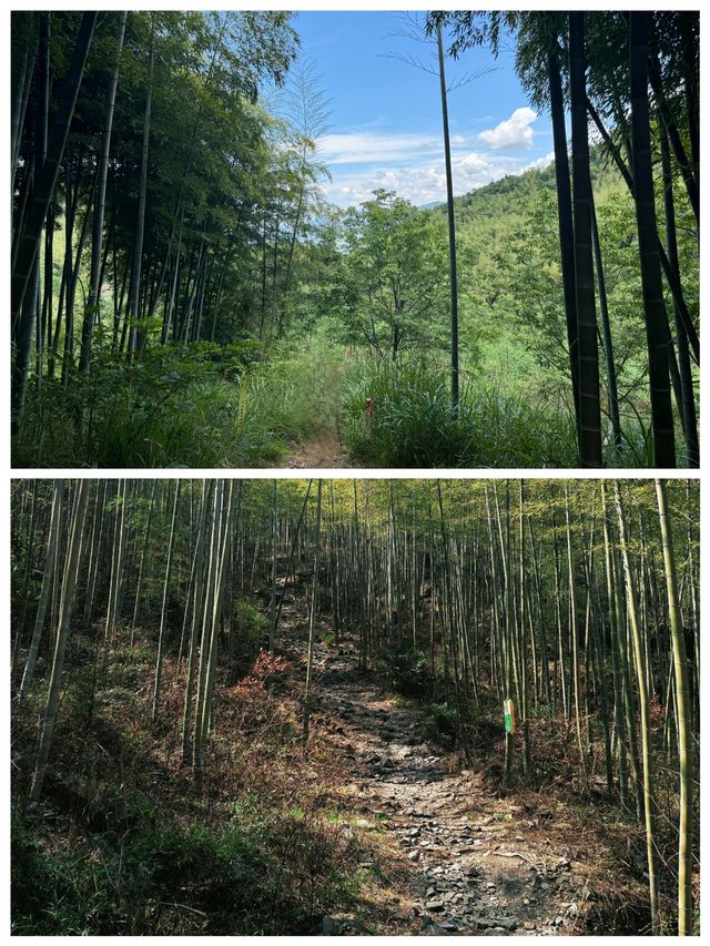 章里古道空氣清新氧氣充足快來吸氧