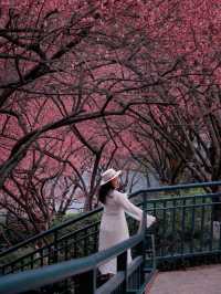 春有約，賞花不誤，這裡的梅花也太美了吧🌸