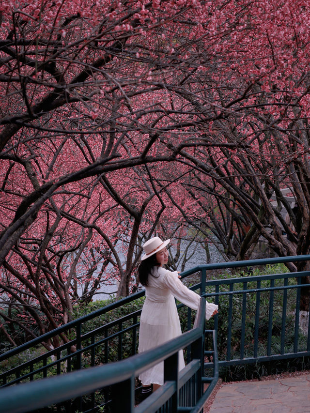 春有約，賞花不誤，這裡的梅花也太美了吧🌸