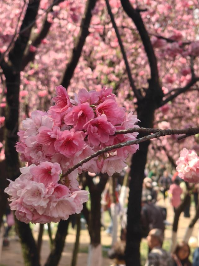 昆明最美的櫻花