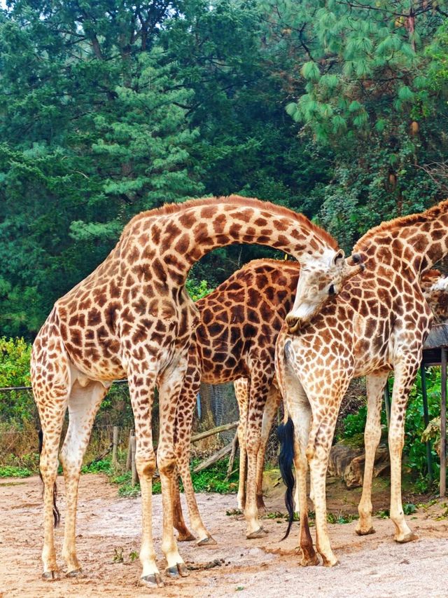 野生動物會咬人？NO！是會萌的沒邊