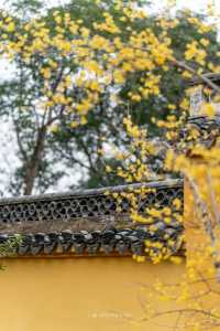 Discover the Top 5 Stunning Plum Blossom Spots in Jinhua!