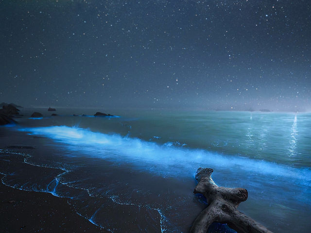 🌊珠海西沙灘藍眼淚，夢幻奇景