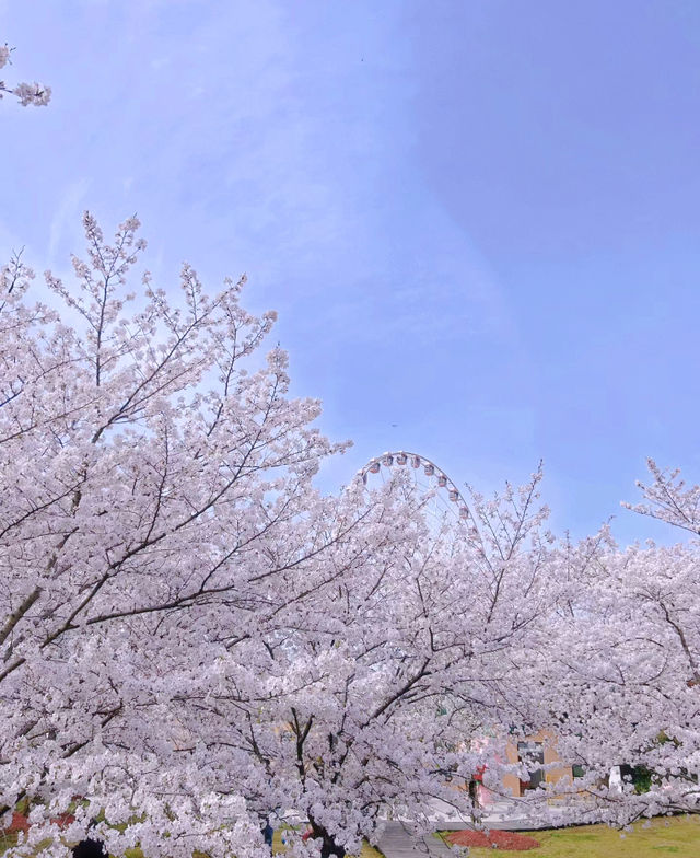 顧村公園櫻花節市集超級熱鬧