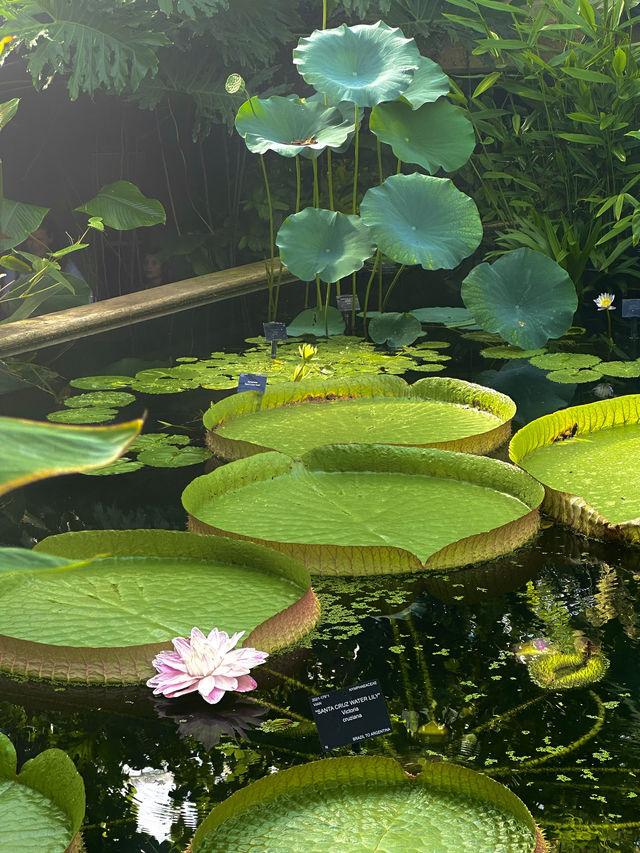 Kew Gardens' Water Lilies Are Blooming