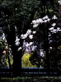 雨中的花兒，為初春的徐匯公園增添了幾分溫馨。