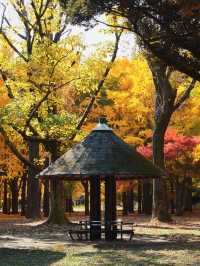 代々木公園での秋の完璧な日々を楽しむ