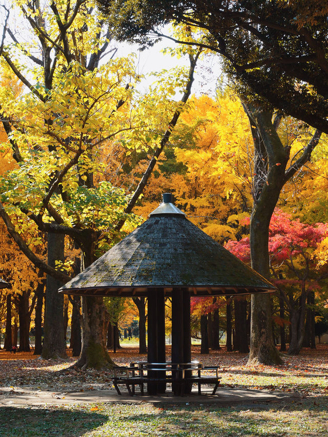 代々木公園での秋の完璧な日々を楽しむ
