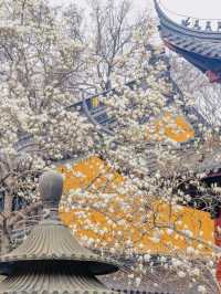 春山有信，靈谷見你