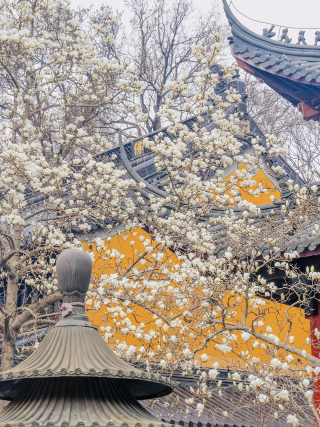 春山有信，靈谷見你