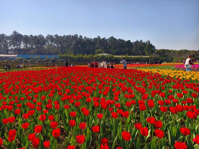 湖南省植物園鬱金香盛放