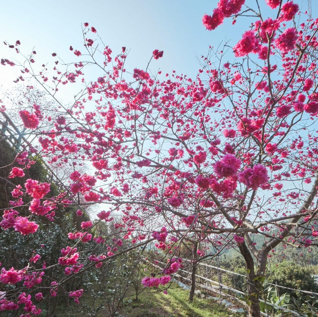 🌸嘉義半天岩 | 遇見櫻花樹下的春日小確幸