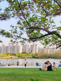上海大寧公園的鬱金香已到盛花期