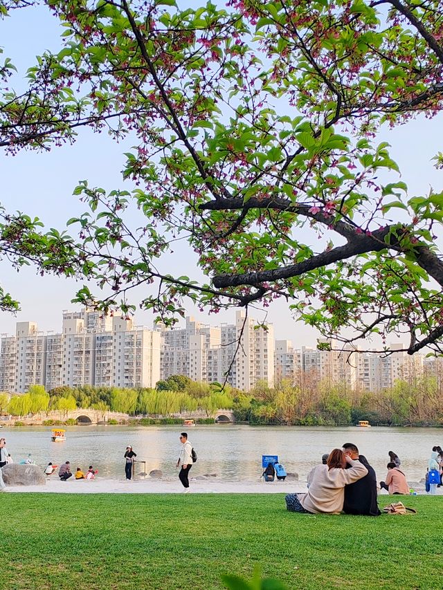 上海大寧公園的鬱金香已到盛花期