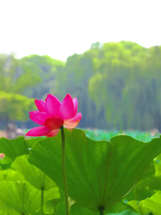 吉林市賞荷花·江濱公園賞荷攻略