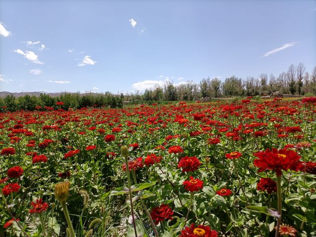 祁連花裾