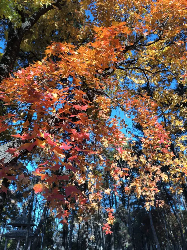 Yanbian-Baishan City Walk: Explore a Unique Urban Charm