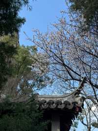 清明小長假 杭州-嘉興-蘇州遊玩全攻略