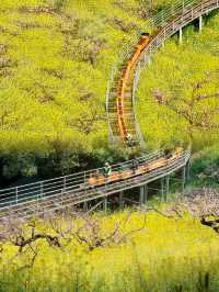 唔係婺源，喺湖州小火車駛過嘅油菜花海