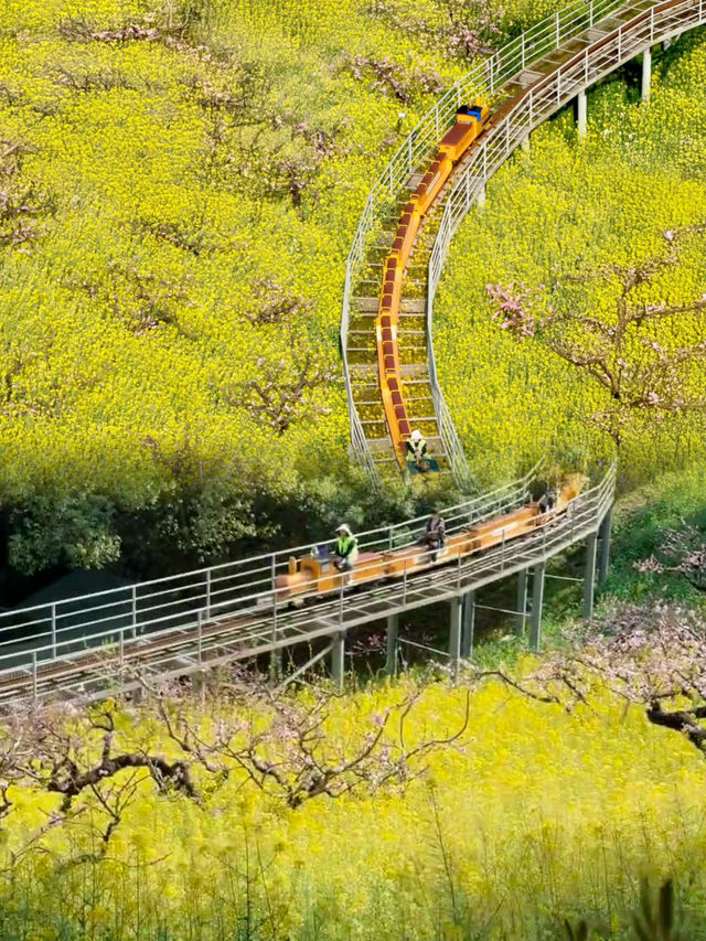 唔係婺源，喺湖州小火車駛過嘅油菜花海