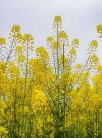 莫負春光，德陽油菜花田浪漫指南