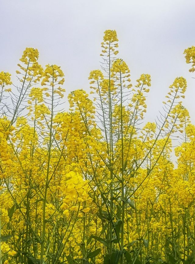 莫負春光，德陽油菜花田浪漫指南