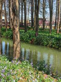 江蘇旅行 | 李中水上森林公園旅遊攻略