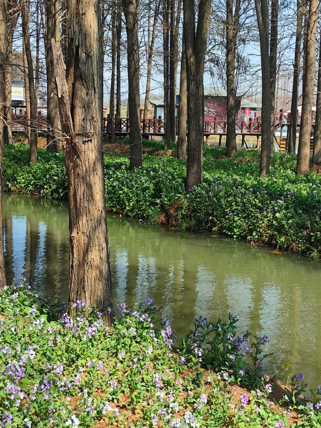 江蘇旅行 | 李中水上森林公園旅遊攻略