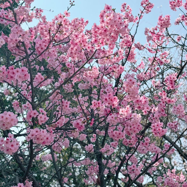🌸日本福岡櫻花季--舞鶴公園🌸