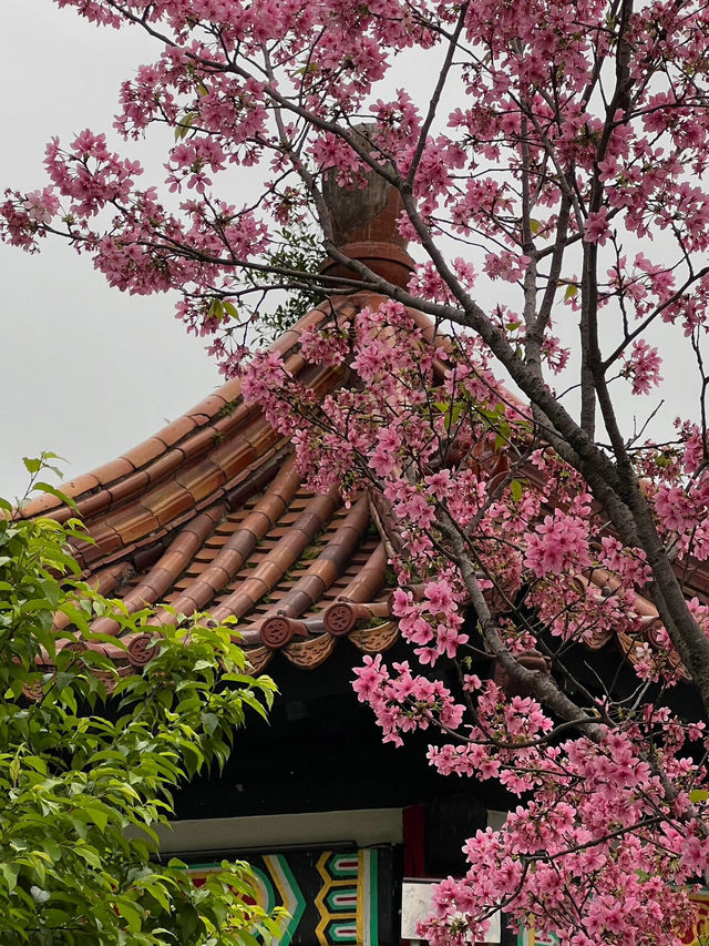 台北限定！烏雲下的浪漫櫻花盛景🌸