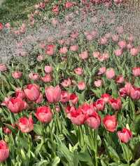 北京賞花好去處 | 中山公園鬱金香