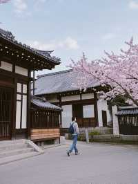 奈良櫻花四日遊：古都賞櫻全攻略