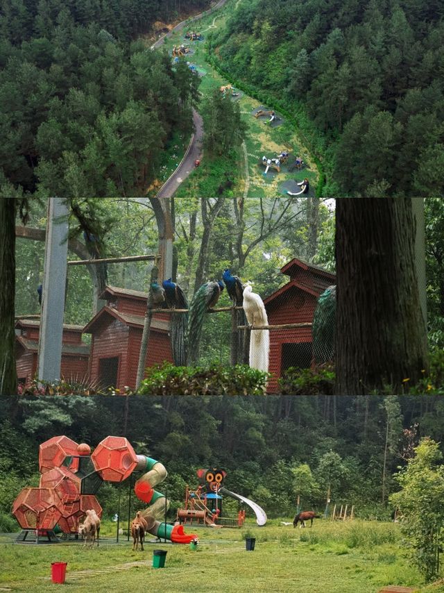 真係喺貴州！入住森林氧吧嘅童話木屋