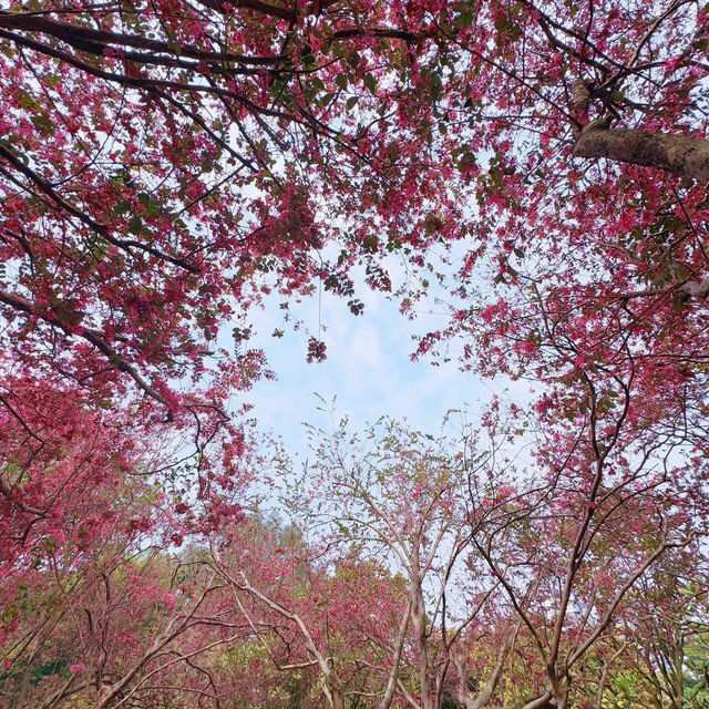 中山紫馬嶺的花🌸開爆啦!免費又出片 (附攻略