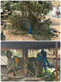 與長頸鹿共進早餐！南通森林動物園暴走秘笈