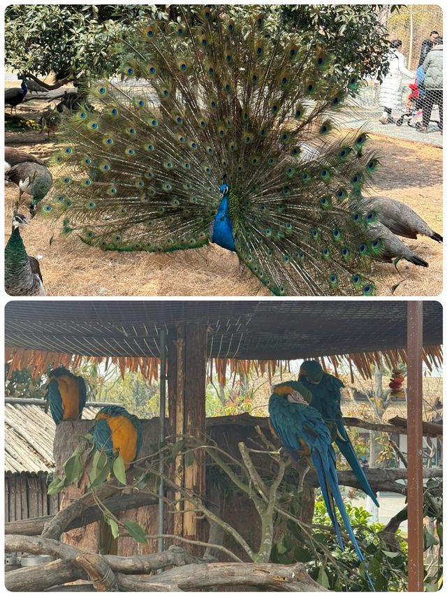 與長頸鹿共進早餐！南通森林動物園暴走秘笈