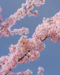 東京タワーと桜の絶妙なコラボレーション 🌸🗼