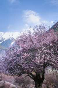 林芝桃花遊玩攻略，錯過又要等一年