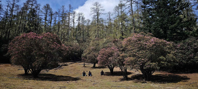 哈巴雪山杜鵑花季及露營體驗