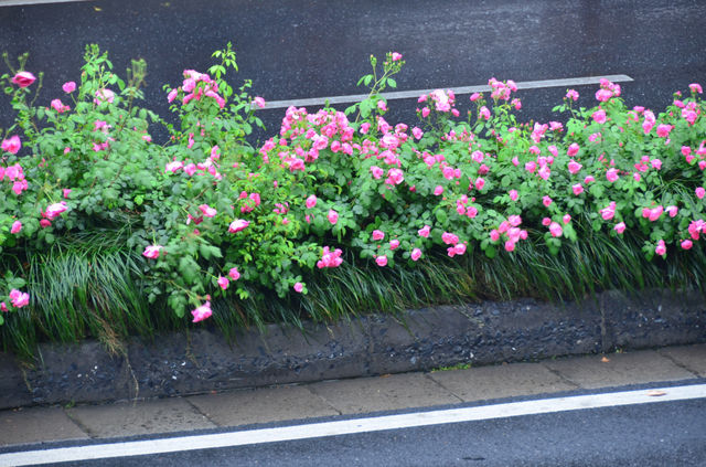 雨霁枕河：杭州枕河居民宿的煙雨水墨圖
