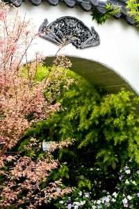 🌺香港維多利亞公園花卉展：遠東的萬花筒