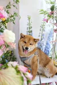 520倒數計時！帶毛孩看看寧波嘅花花世界！