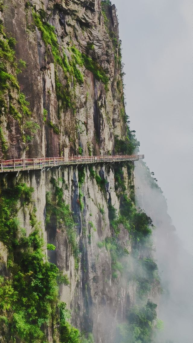 雨中漫步莽山：霧靄深處的奇幻仙蹤