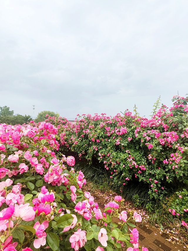 義東高速廿三里入口，月季瀑布對話「雞毛飛上天」