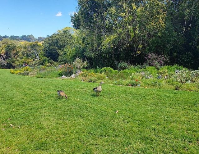 開普敦親子遊：餵羊駝·飆海景·探鳥園