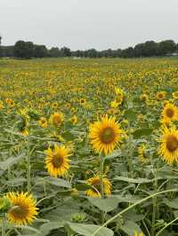 🌻蘇州灣體育公園 | 邂逅絕美向日葵花海