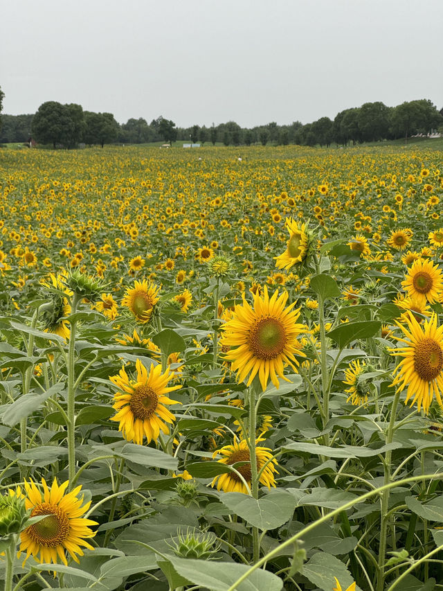 🌻蘇州灣體育公園 | 邂逅絕美向日葵花海