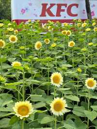 🌻廣州雲台花園 | 邂逅向日葵花海