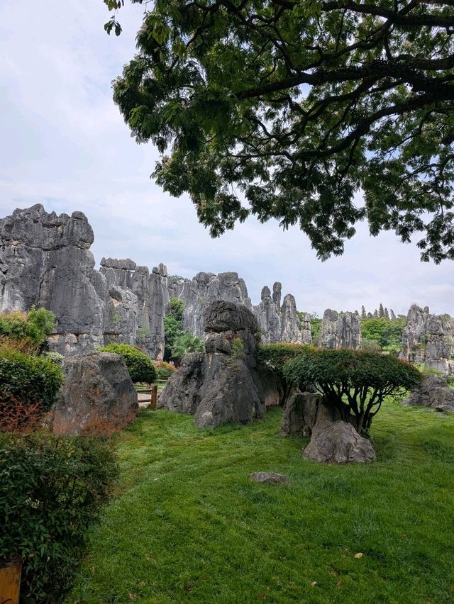 A Visit to The Stone Forests (and Stone Teeth) of Guilin 🏔️🌳