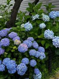 東京白山神社 | 繡球花的絕美盛宴